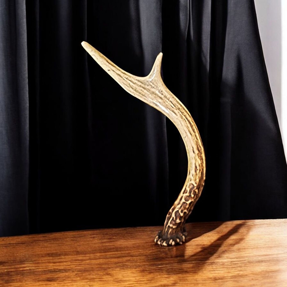 ✨️Petrified Antler!